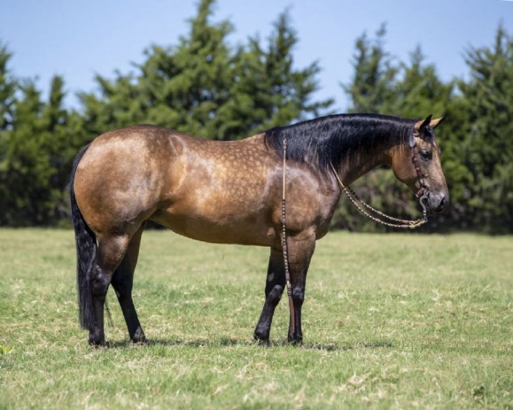 Sandy buckskin Quarter Horse mare