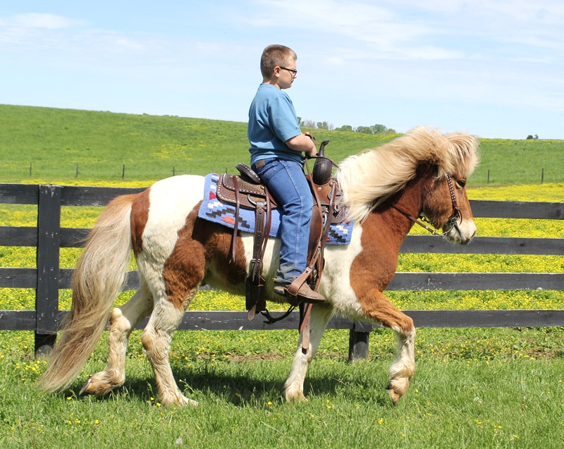 Schatzi sorrel tobiano Icelandic Horse gelding