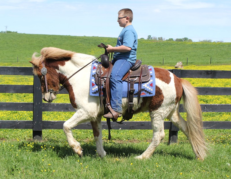 Schatzi sorrel tobiano Icelandic Horse gelding