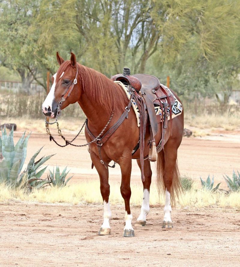 Shadow sorrel Quarter Horse gelding