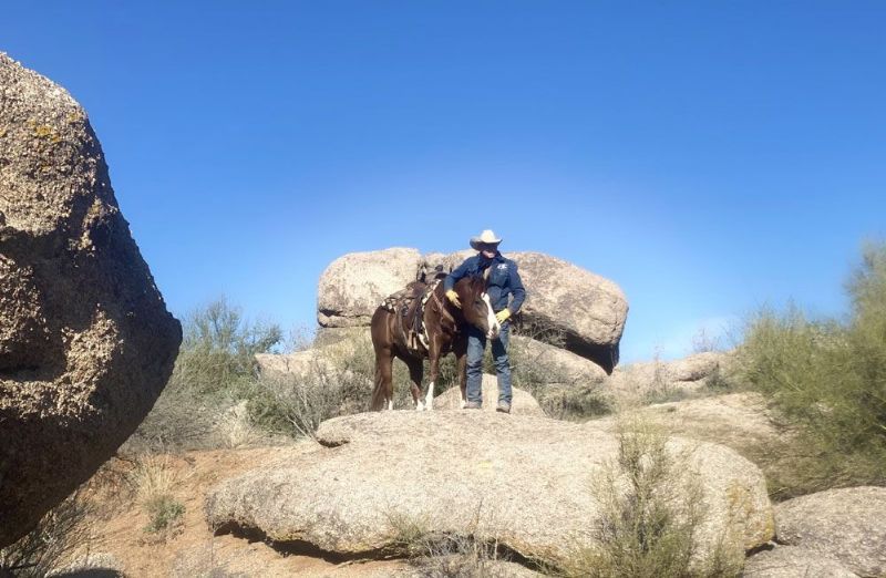 Shadow sorrel Quarter Horse gelding