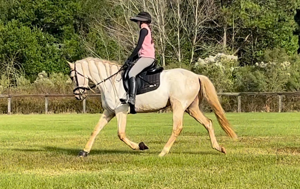 Shatta palomino Andalusian gelding