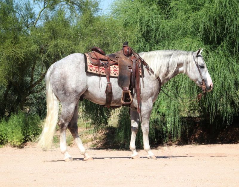 Sheriff gray Quarter Horse gelding