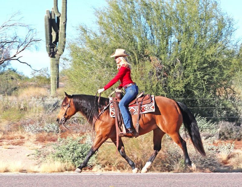 Silver buckskin Quarter Horse mare