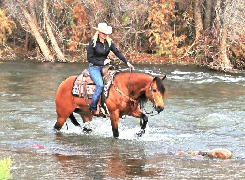 Silver buckskin Quarter Horse mare