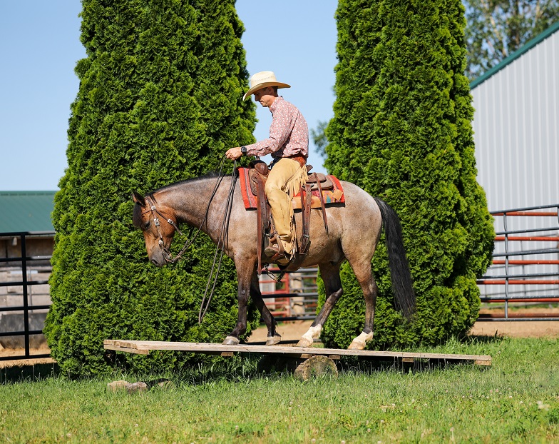 Skepta buckskin roan Quarter Horse gelding