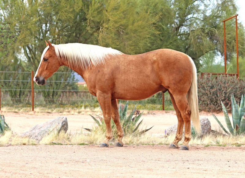 Snickers palomino Quarter Horse gelding