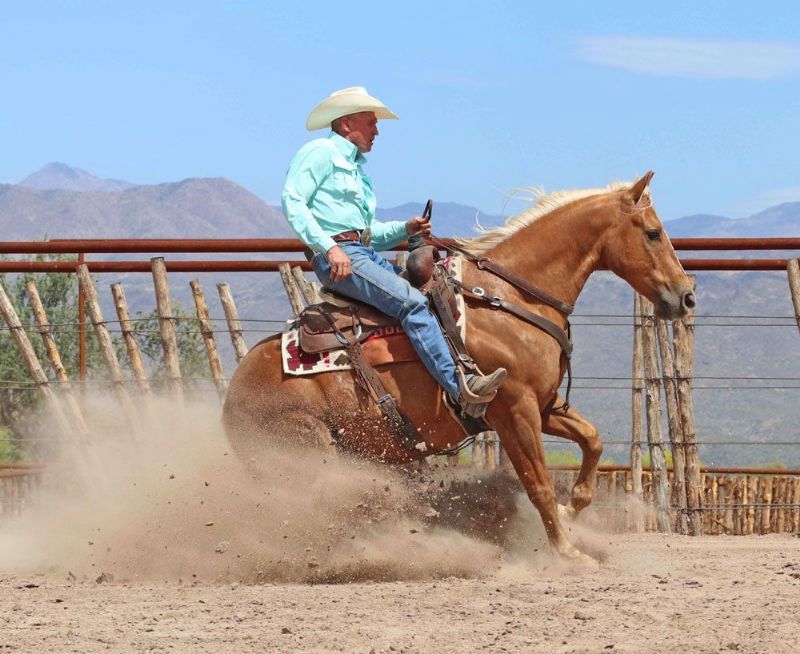 Snickers palomino Quarter Horse gelding