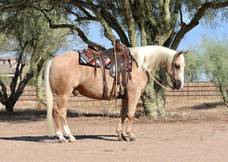 Snoopy palomino Quarter Horse gelding