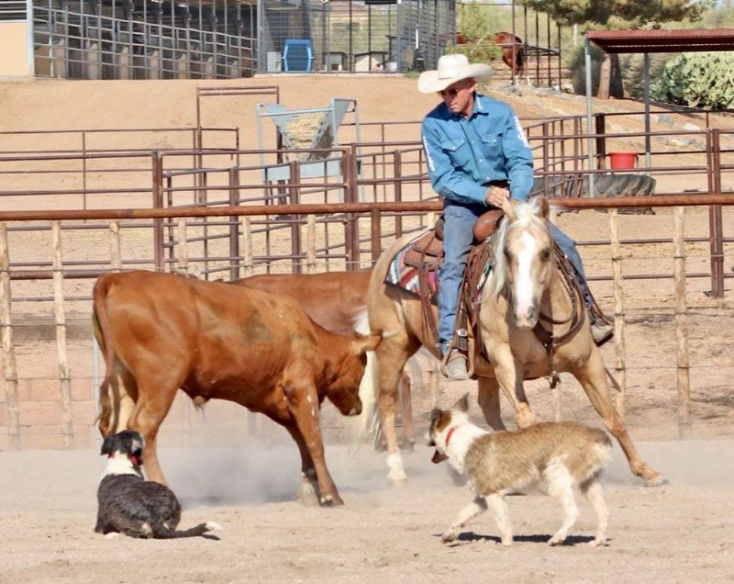 Snoopy palomino Quarter Horse gelding