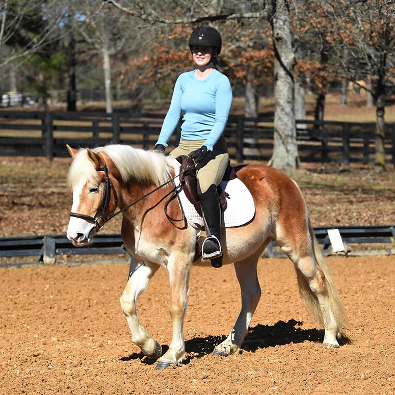 Soldier chestnut Haflinger gelding
