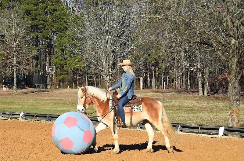 Soldier chestnut Haflinger gelding