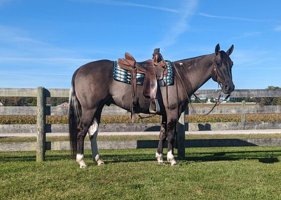 Spooncat grulla tobiano Paint Horse gelding