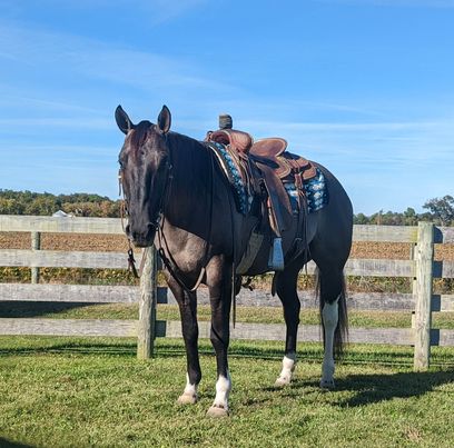 Spooncat grulla tobiano Paint Horse gelding