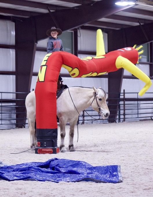 Spot dun Fjord Horse gelding