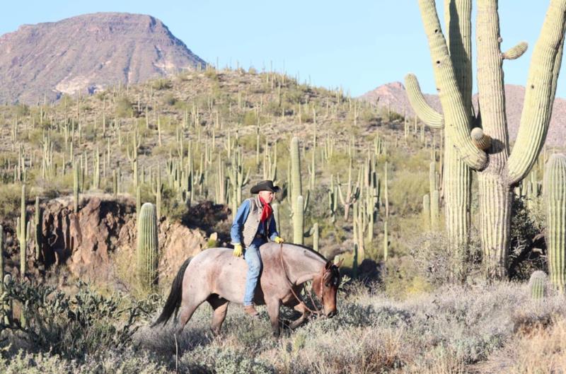Star bay roan Quarter Horse gelding