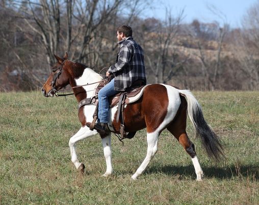 Starlette bay tobiano Missouri Fox Trotter mare