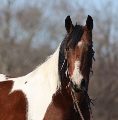 Starlette bay tobiano Missouri Fox Trotter mare