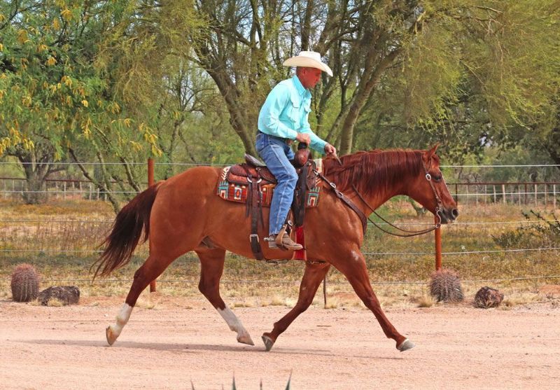 Stars red dun Quarter Horse gelding