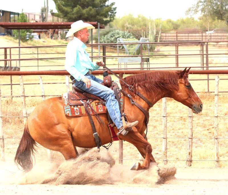 Stars red dun Quarter Horse gelding