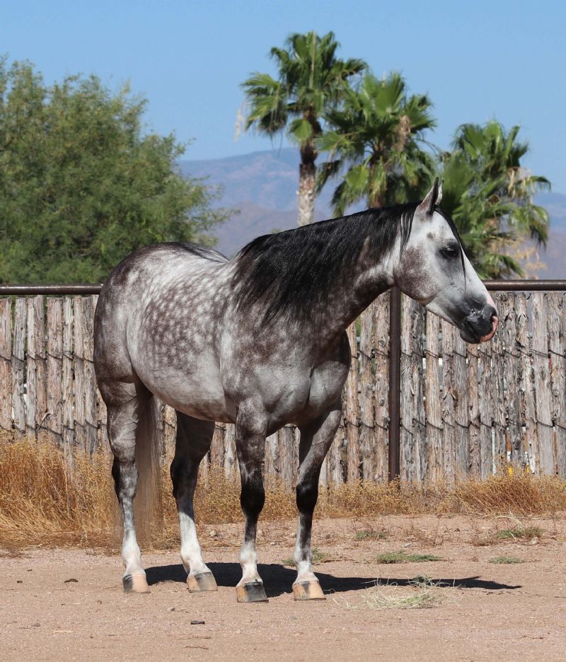 Stones dappled gray Quarter Horse gelding