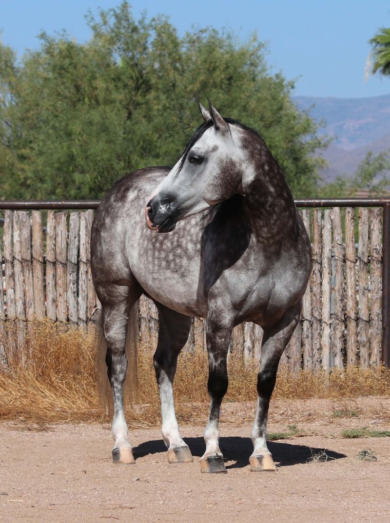 Stones dappled gray Quarter Horse gelding
