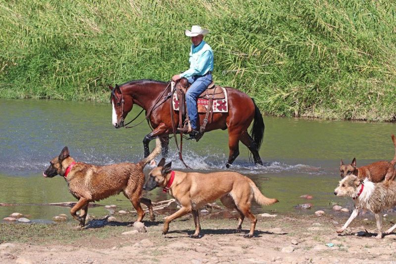 Storm bay Quarter Horse gelding
