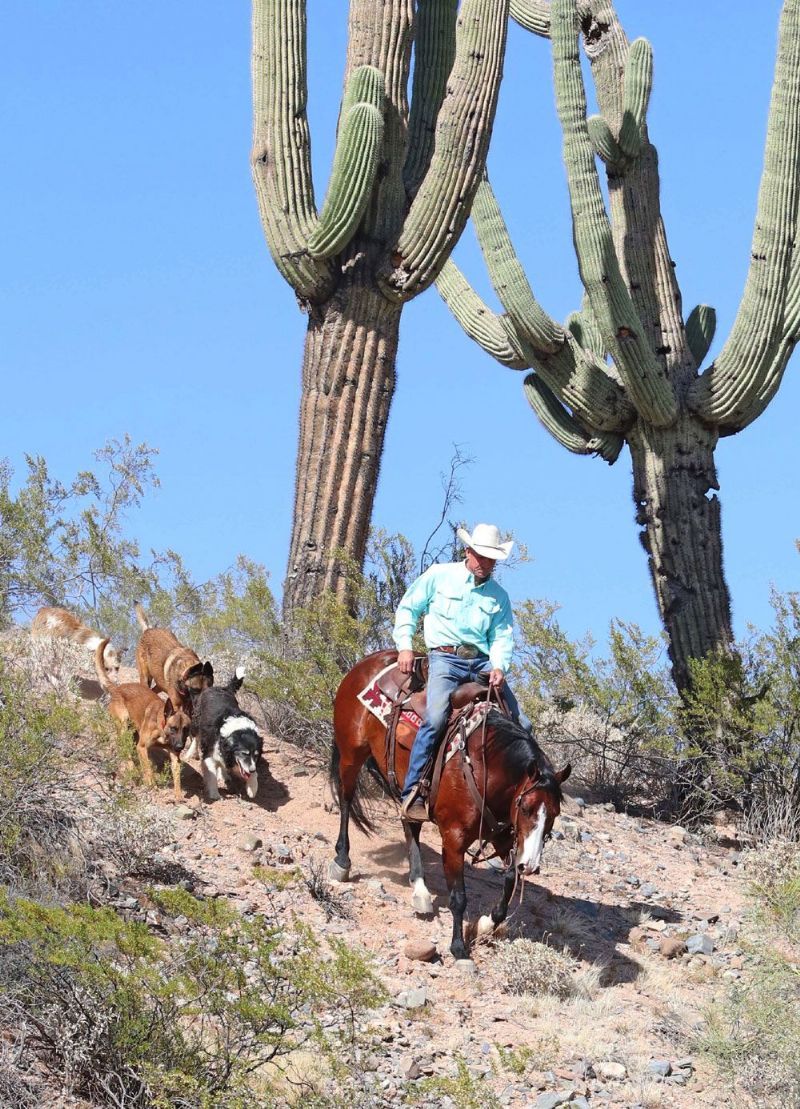 Storm bay Quarter Horse gelding