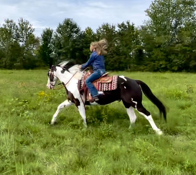 Stormzy black tobiano Paint Horse gelding