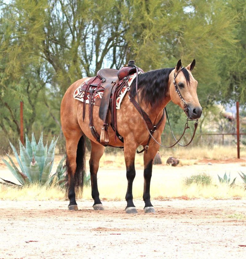 Sugar dappled buckskin Quarter Horse mare
