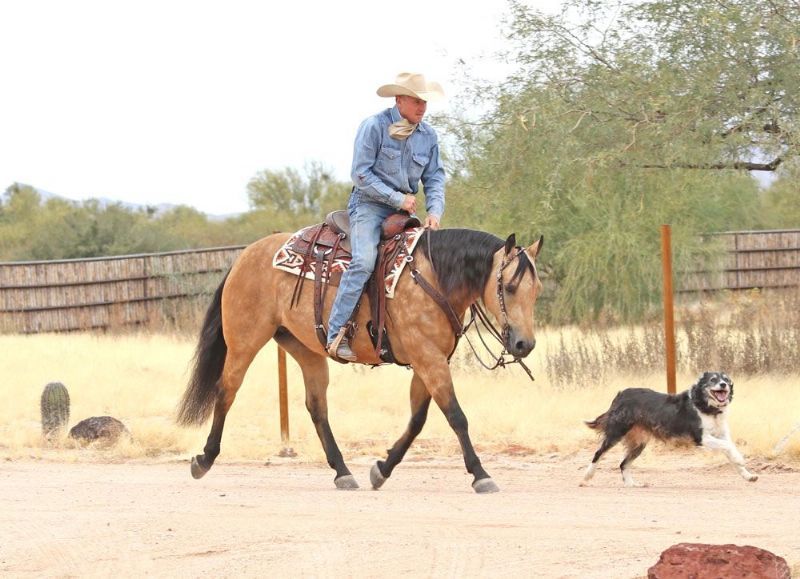 Sugar dappled buckskin Quarter Horse mare