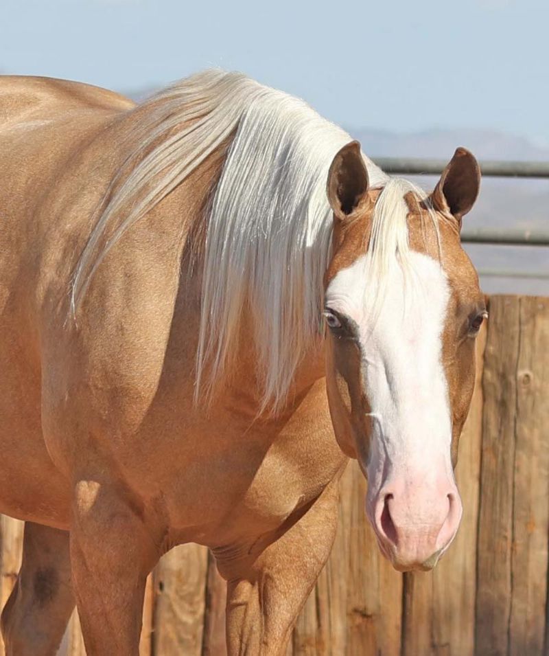 Sun palomino Quarter Horse gelding