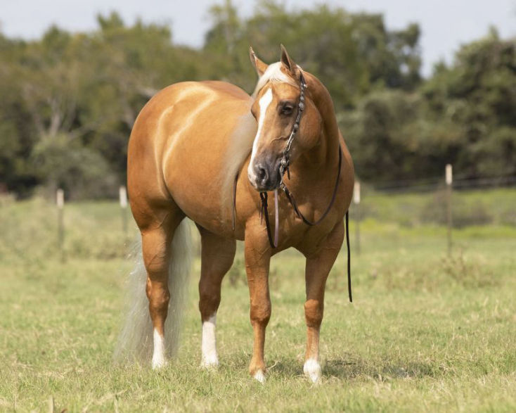 Sunny palomino Quarter Horse gelding