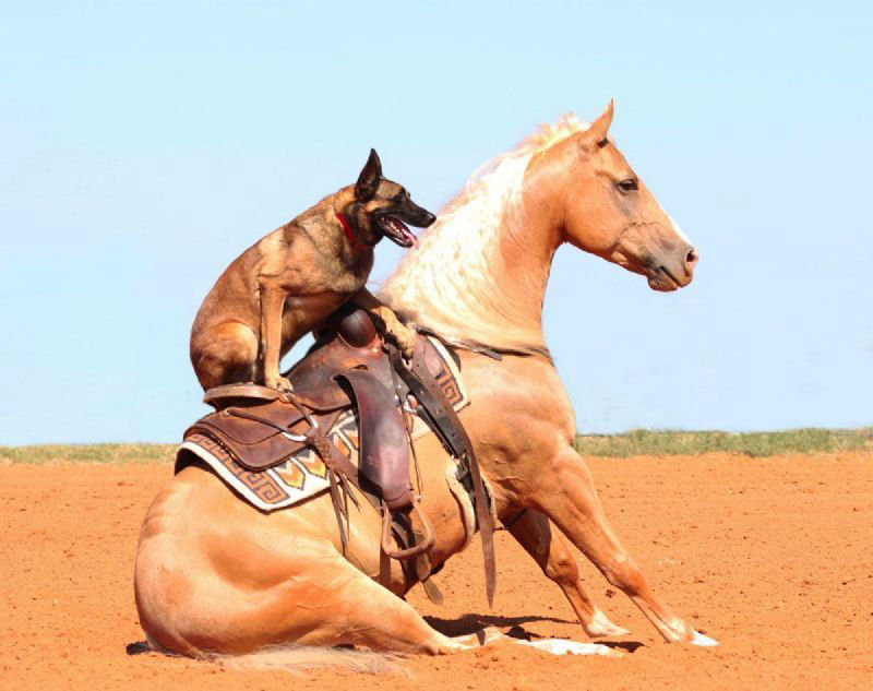 Sunny palomino Quarter Horse gelding