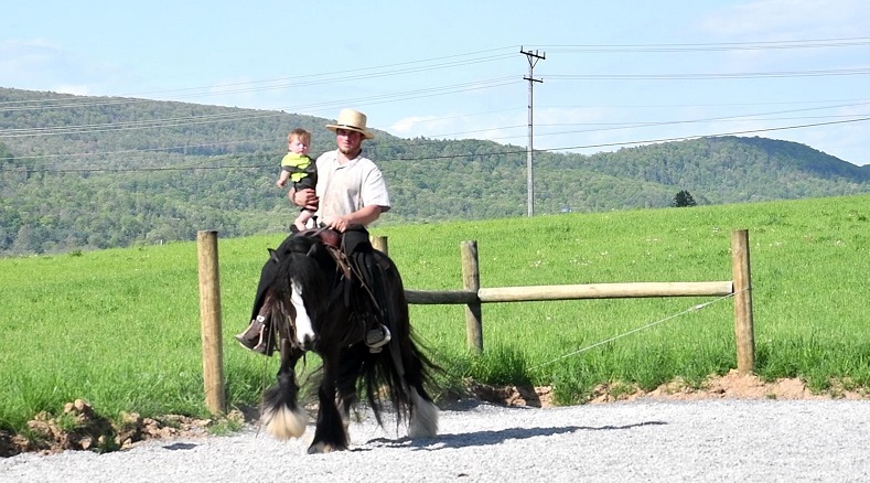 Tacha black Gypsy Vanner mare