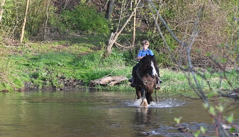 Tacha black Gypsy Vanner mare