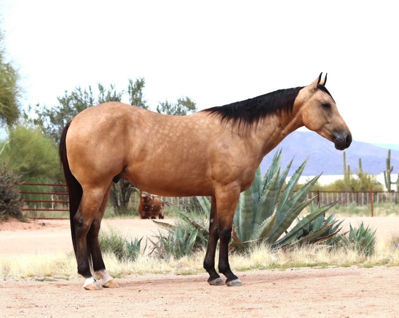 Teddy dappled buckskin Quarter Horse gelding