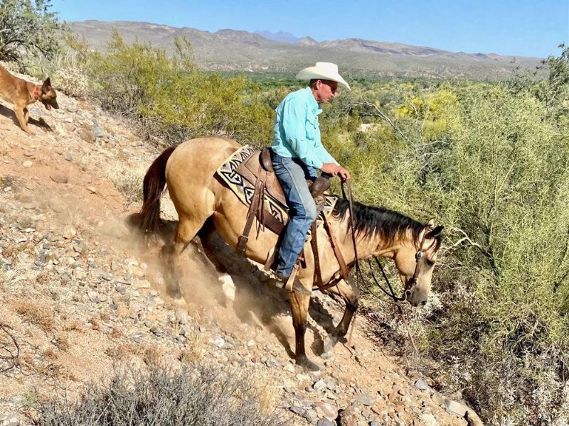 Teddy dappled buckskin Quarter Horse gelding