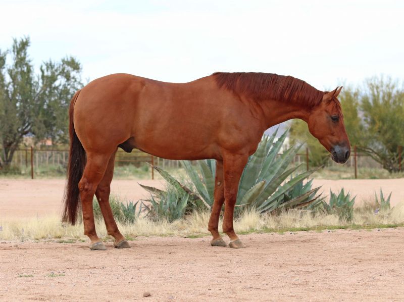 Tequila red dun Quarter Horse gelding