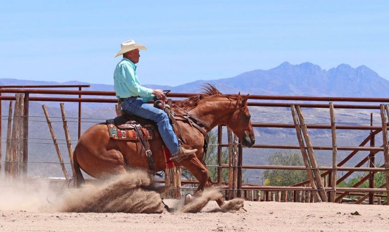 Tequila red dun Quarter Horse gelding