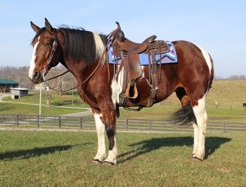 Tessy tobiano Quarter Horse mare