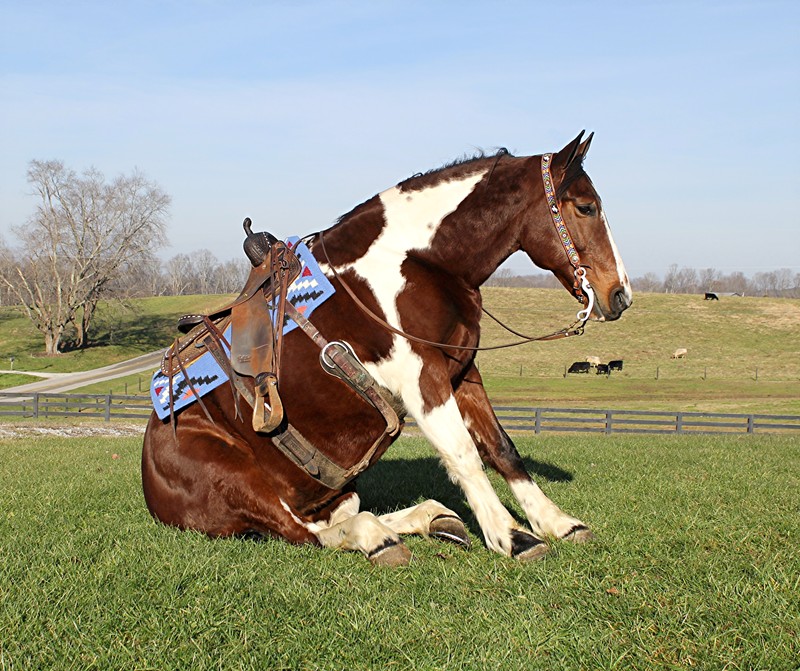 Tessy tobiano Quarter Horse mare