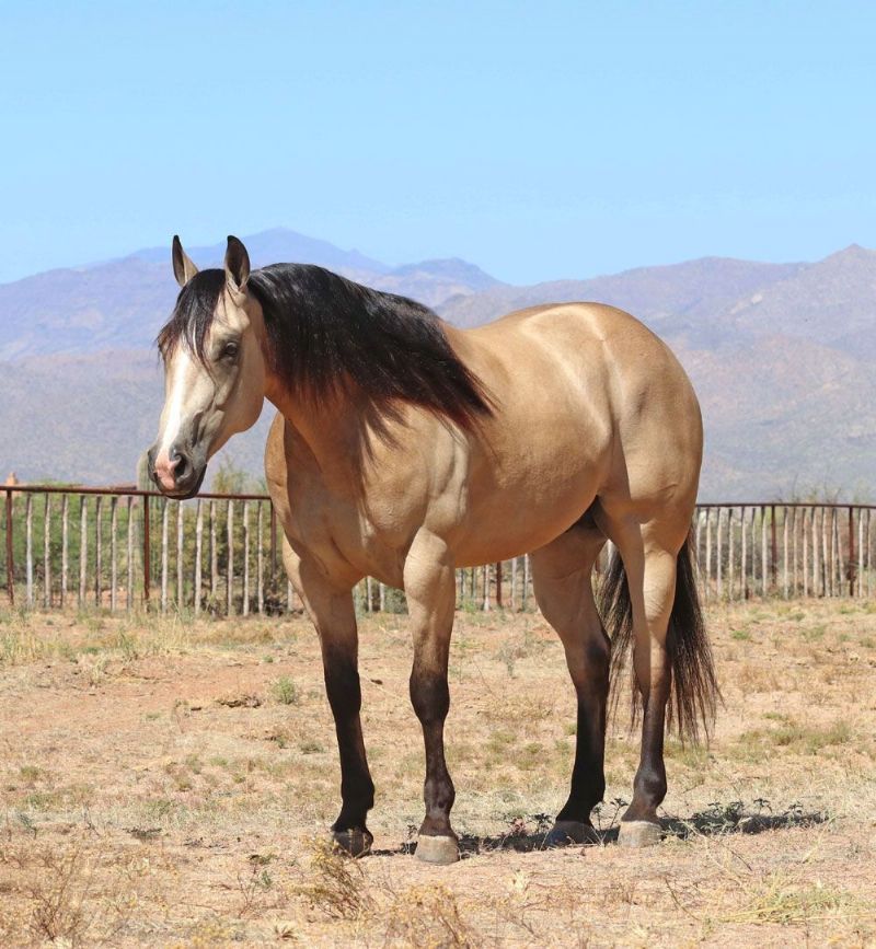 Tex buttermilk buckskin Quarter Horse gelding
