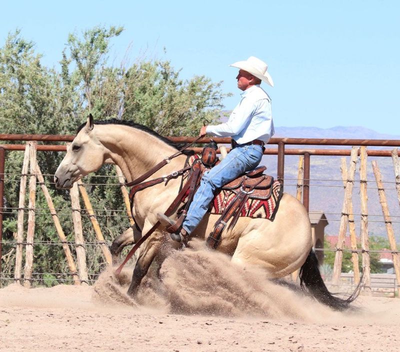 Tex buttermilk buckskin Quarter Horse gelding
