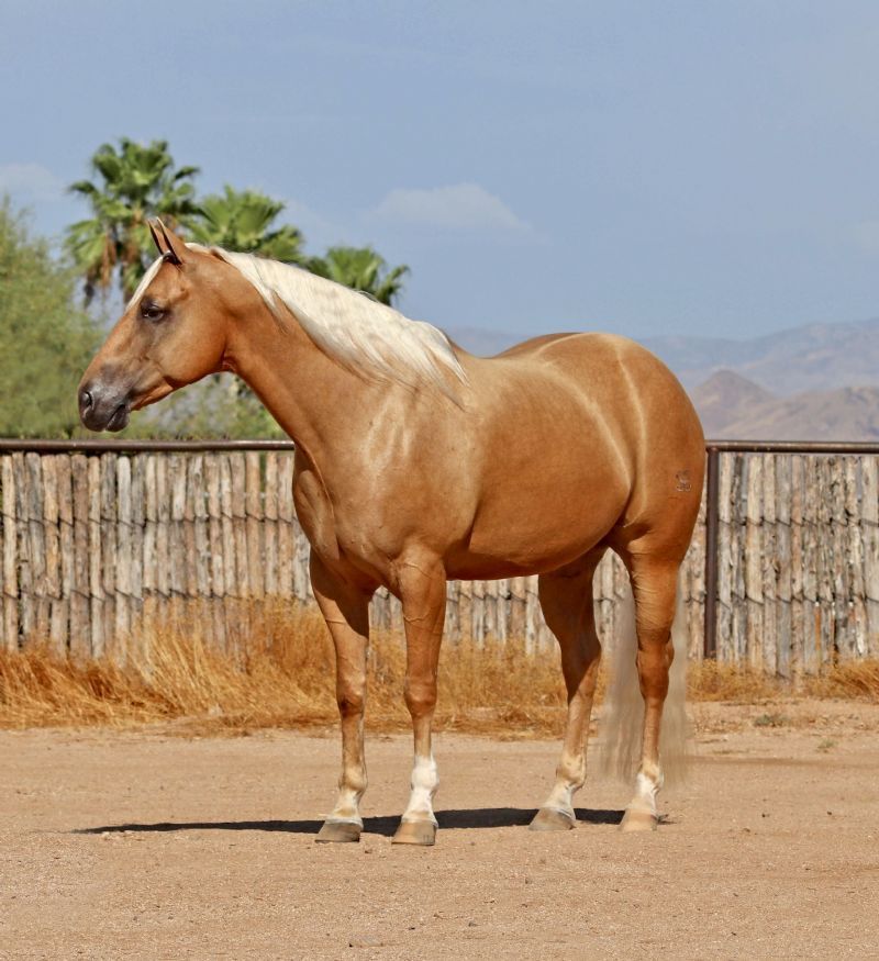 Thunder dappled palomino Quarter Horse gelding
