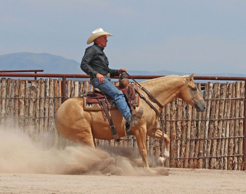 Thunder dappled palomino Quarter Horse gelding