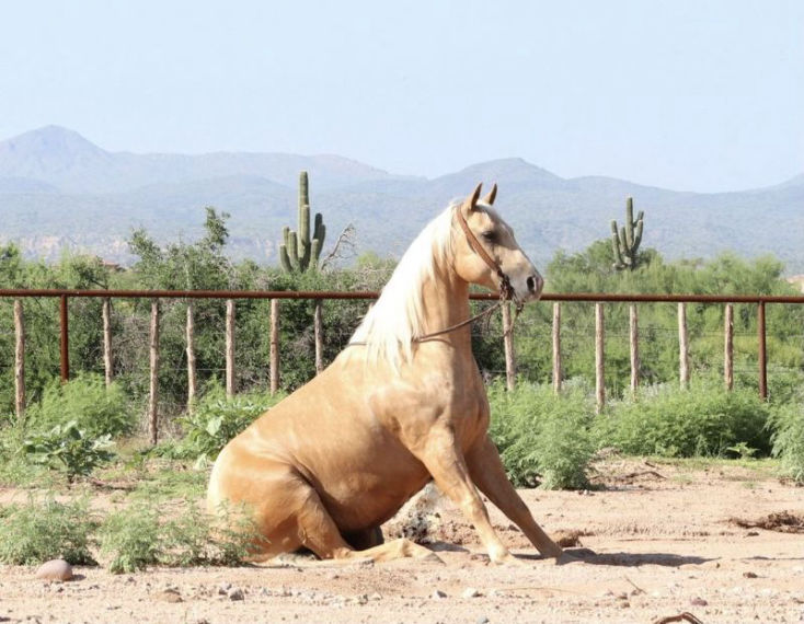 Torch palomino Quarter Horse gelding