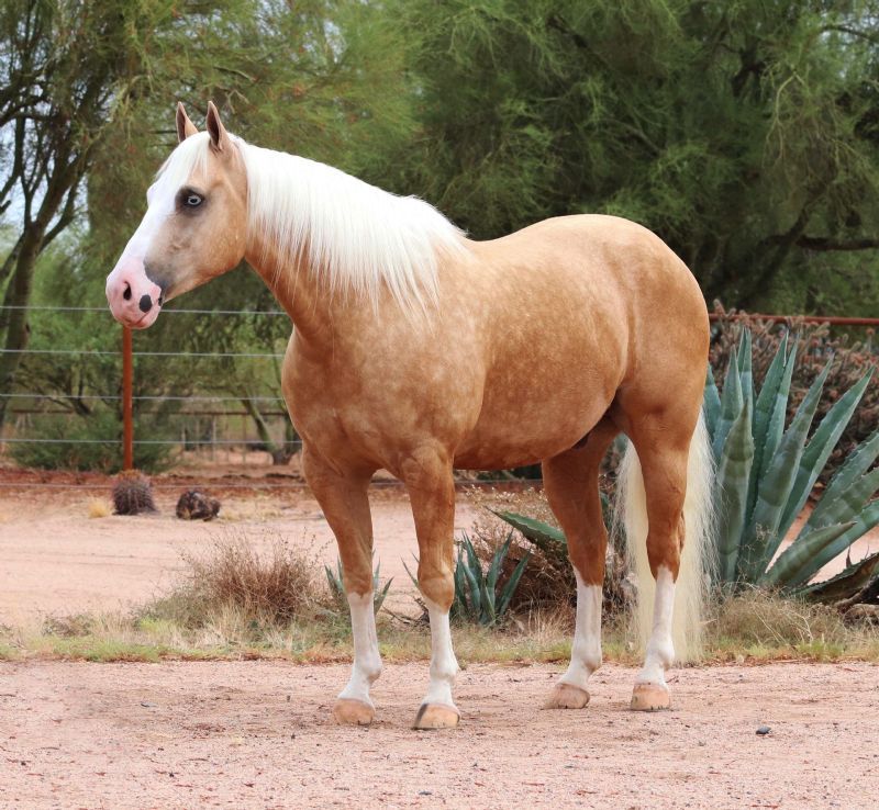 Trooper palomino Quarter Horse gelding