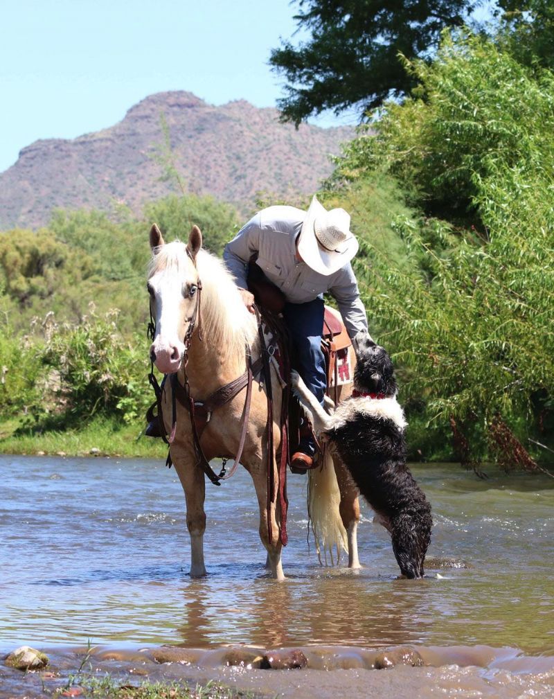 Trooper palomino Quarter Horse gelding