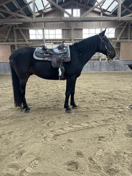 Tucker blue roan Tennessee Walker gelding